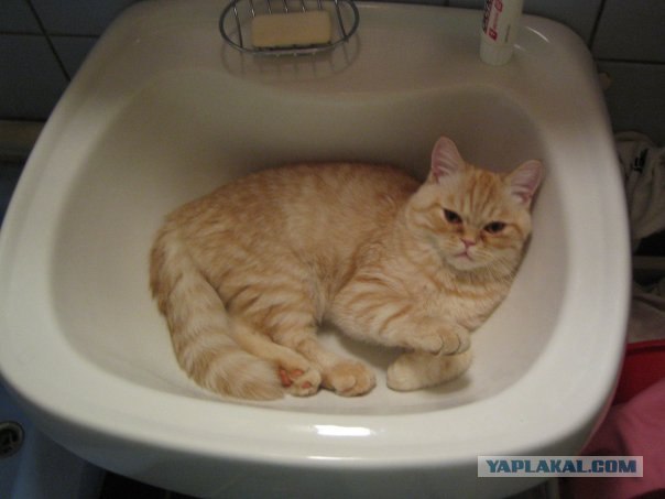 Котовторник! 08.11.11