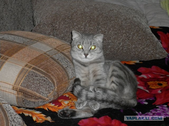 Котовторник 13.12.11 - магическе числа