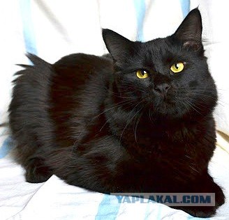 Котовторник (31.01.2012)
