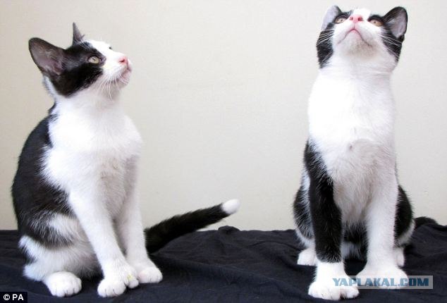 Котовторник (21.02.2012)