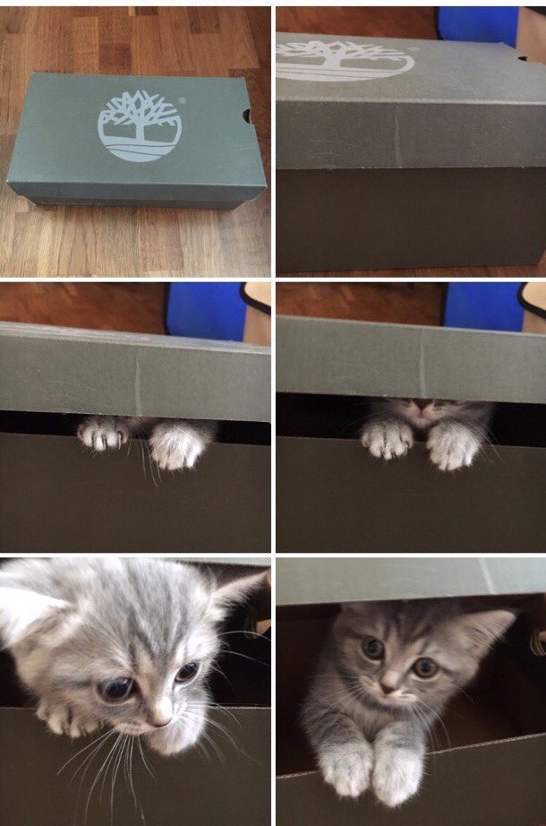 Прикольных котов пост