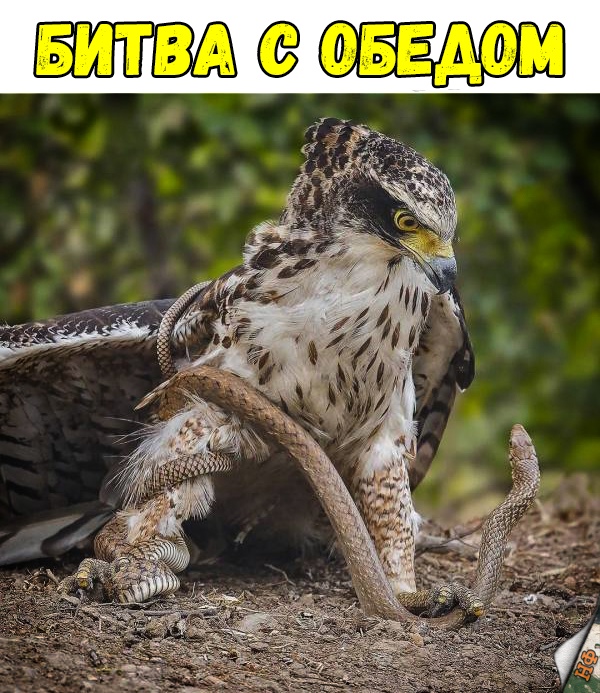 Милые животные. Мимиметр сломался