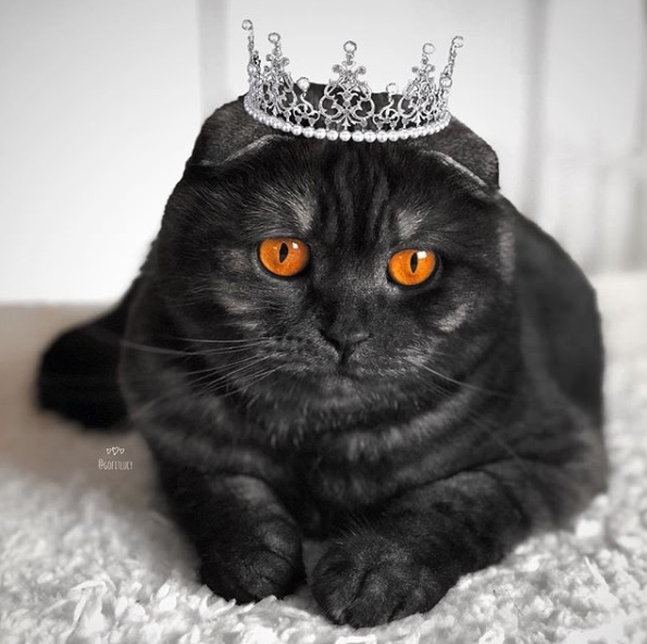 Забавные фото котеек