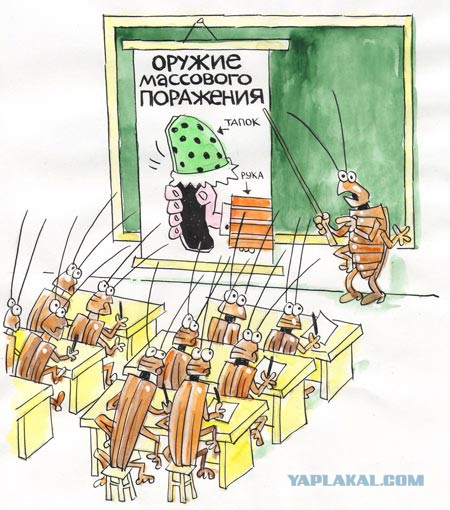 Как живут и размножаются тараканы