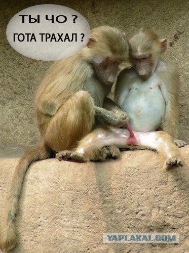 Фотожаба: Готичные супер перцы жгут!