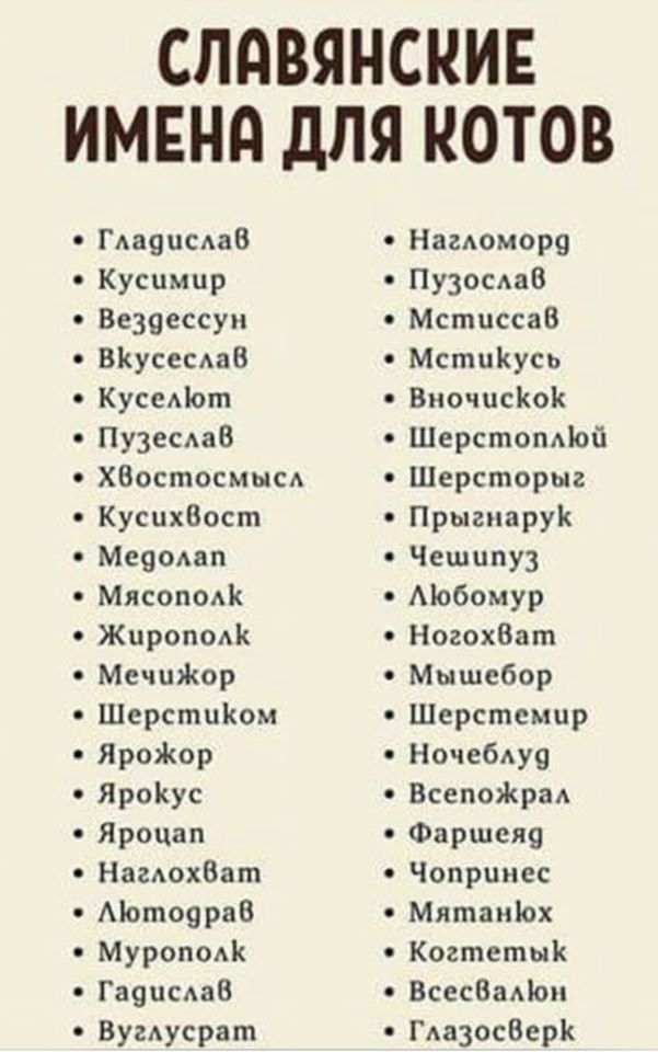 Котовторник?! Коты во вторник!