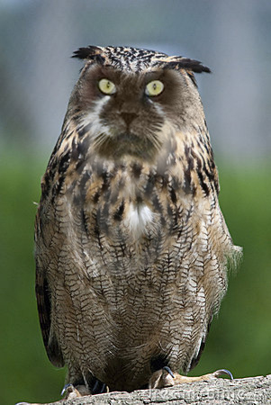 Фигасе воробушек!