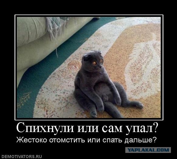 Самый грустный кот