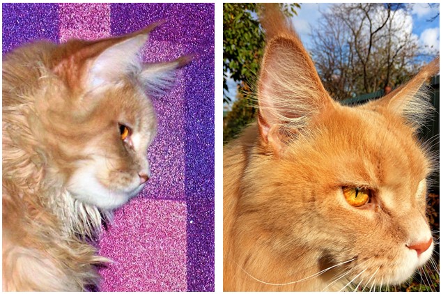 19 познавательных фотографий, раскрывающих невидимую сторону вещей