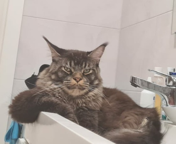 Котовторник 14.09.2021