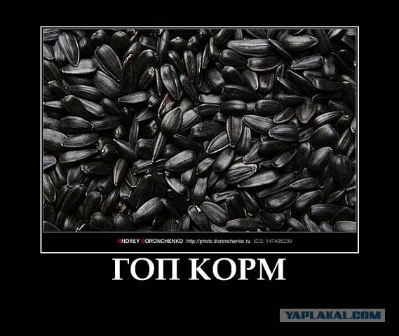 А вы жарите семечки?