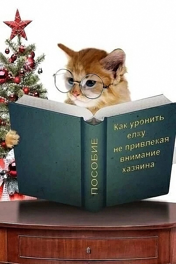 Так себе картинки 25.12.22