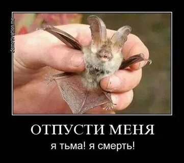 Мы в ответе за тех, кого приручили
