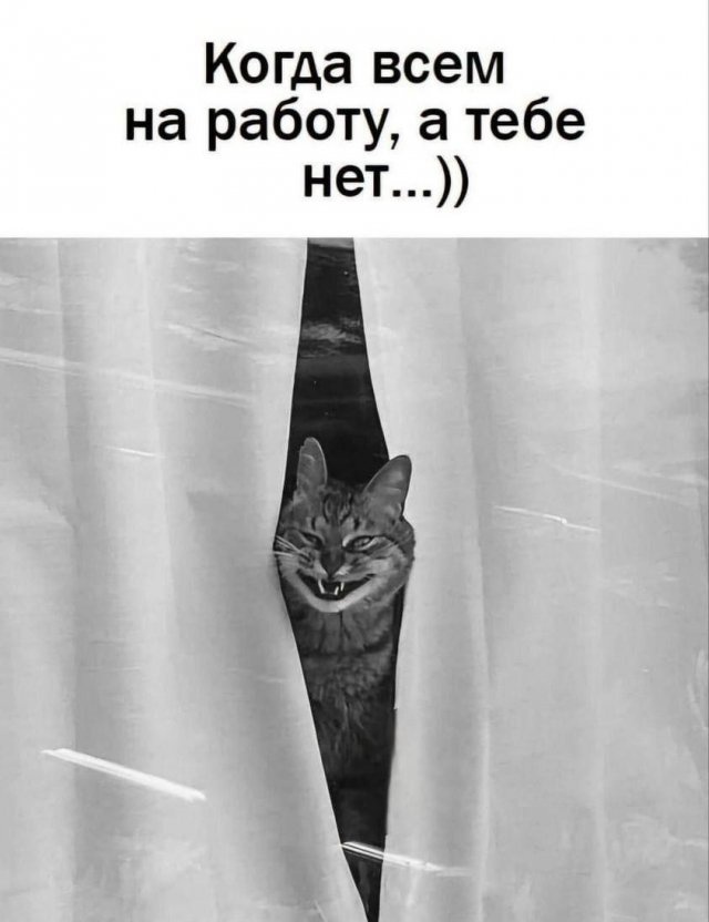 Веселые картинки к понедельнику (23.09)