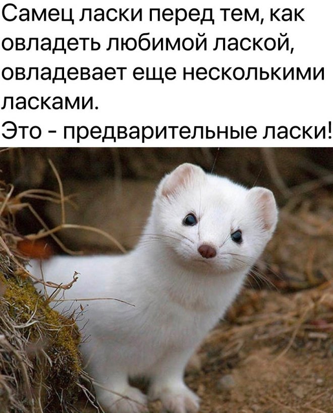 Веселые картинки в пятницу (18.04)
