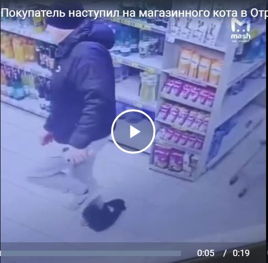 Покупатель наступил на магазинного кота в Отрадном — местные считают, что он сделал это специально и хотят привлечь его к ответственности.