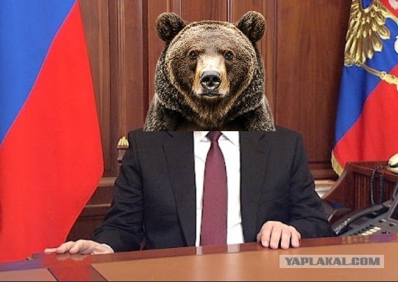 В районе на Алтае, где медведь убил туристку, ликвидировали 12 медведей