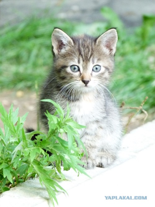 Котовторник   27.08.2013