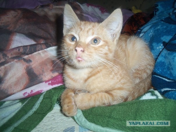 Котовторник 03.09.2013