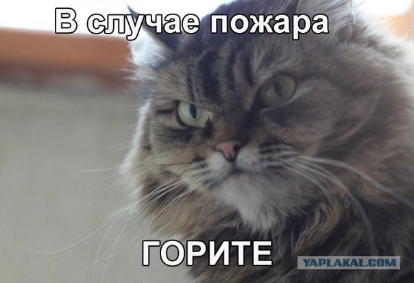 Что я построил за это лето