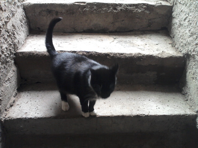 Котовторник 4.02.2014