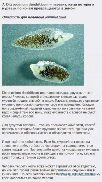 Существа, которых стоит бояться