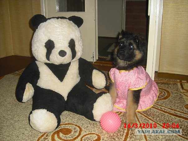 Мой собакен! Овчароид!