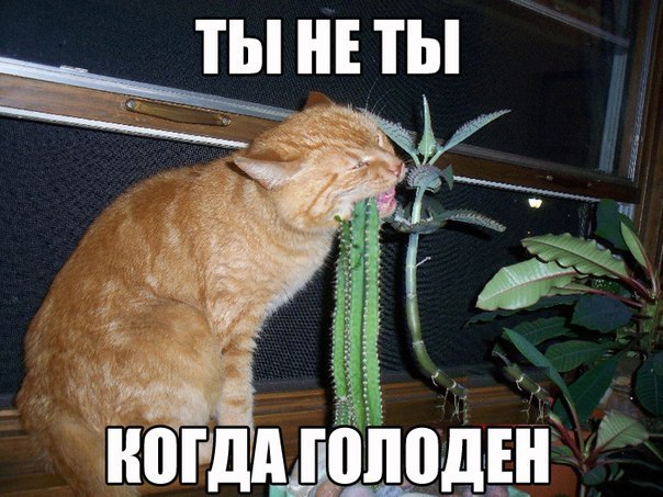 Веселые картинки № х/з