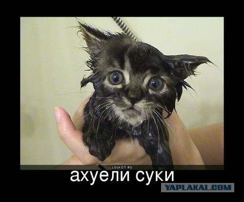 Моряки НАТО мочились на витрины