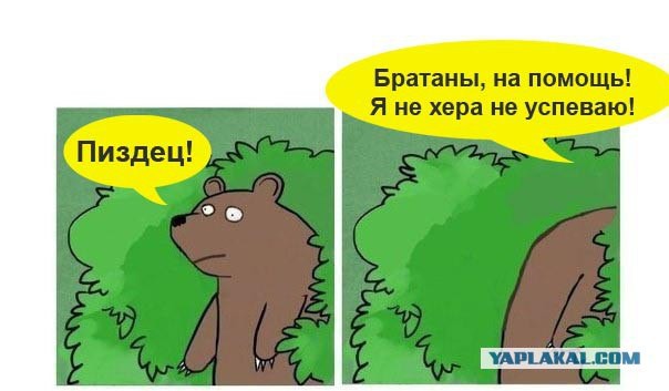 Медведи почти на все случаи жизни