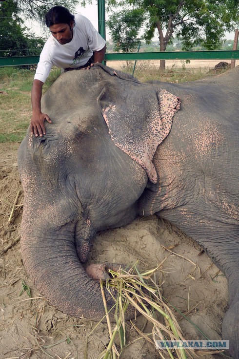 Индия: Слоны не должны быть рабами!