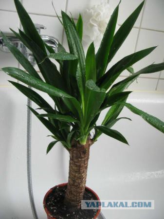 Юкка существует!