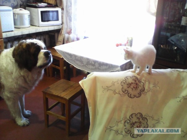 Котовторник 05.08.2014