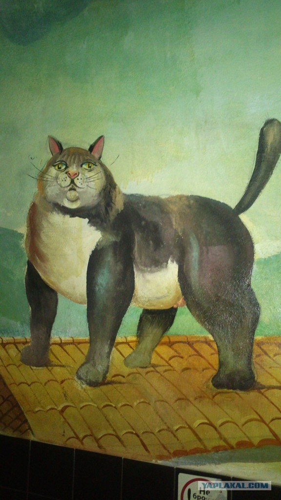 Кенгуру