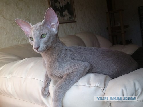 Рейтинг самых красивых пород кошек