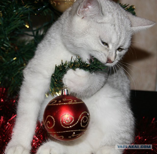 Котовторник 23.12.2014