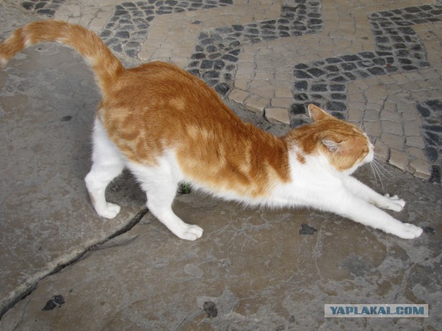 Котовторник 28.04.2015