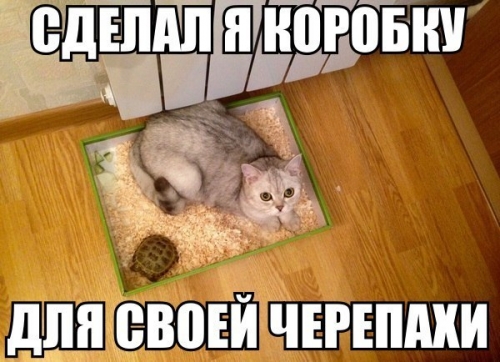 Котовторник