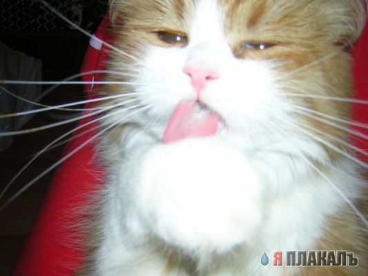 Коты, кошки, котята