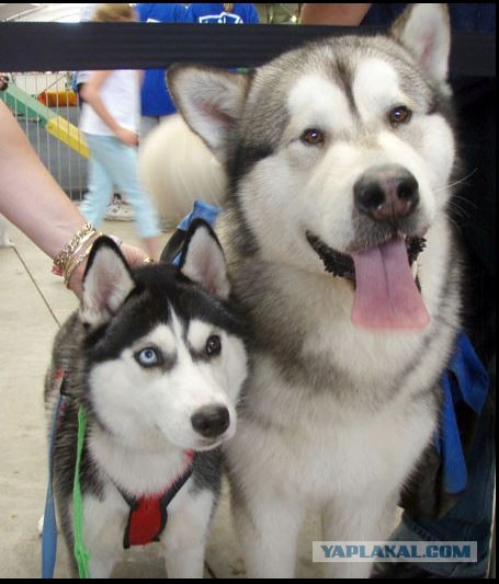 Как отличить Хаски от Маламута с первого взгляда