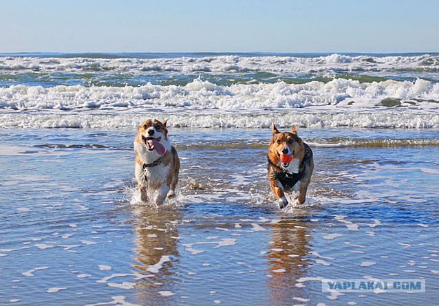 Собакочетверг