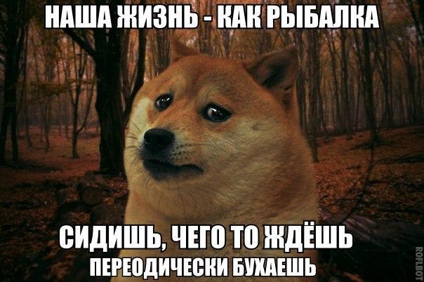 Пучок смешных картинок