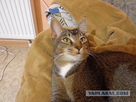 Бизнес и ничего другого