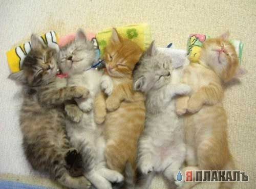 Коты, кошки, котята