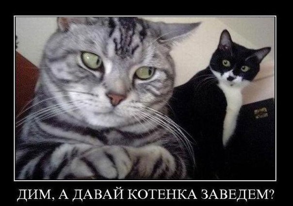 Весёлые картинки