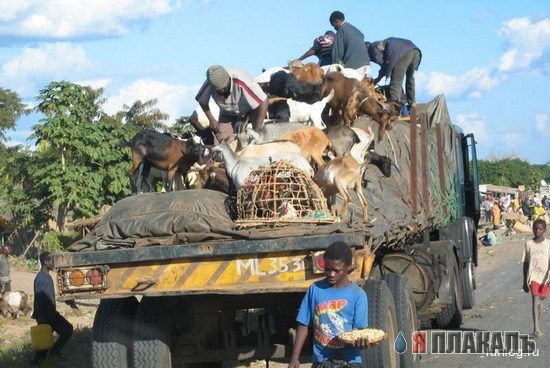 Способы перевозки животных