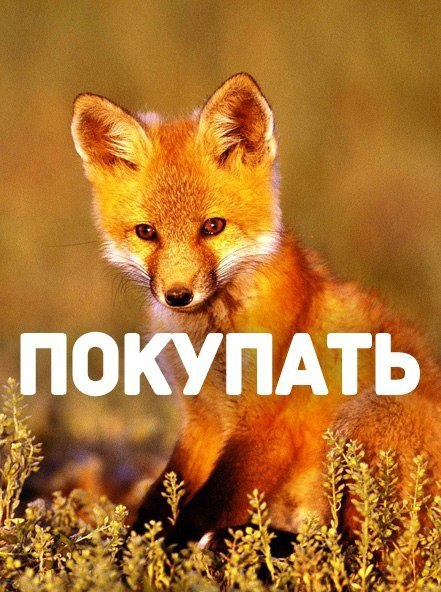 Божьи твари
