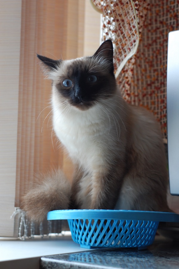 Котовторник 21.06.16