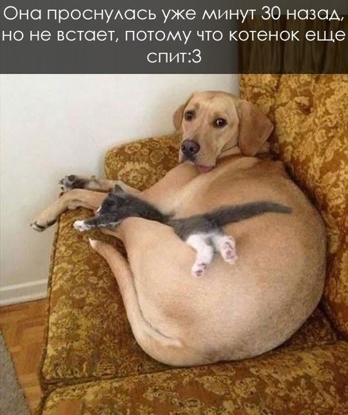 Прикольные животные