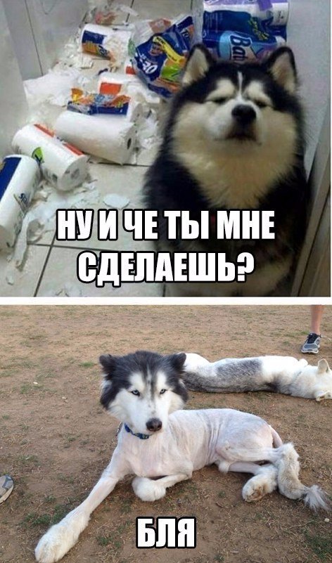 Прикольные животные